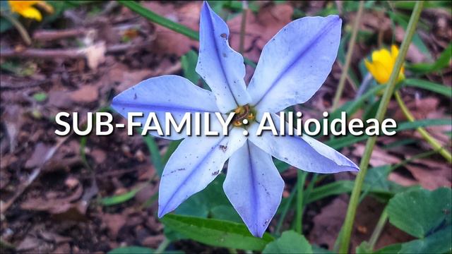 SCIENTIFIC NAME : IPHEION FLOWER смотреть онлайн
