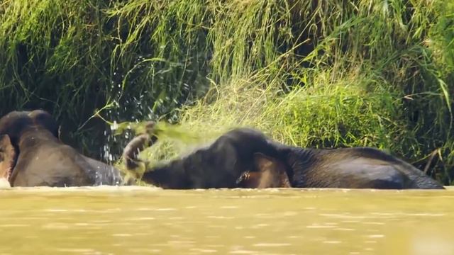 15 Extinct Animals That May Be Alive смотреть онлайн