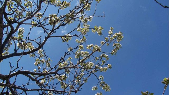 V TATIKYAN lyrics by CHARENC ,,Spring will come,,Նորից գարուն կգա,, смотреть онлайн