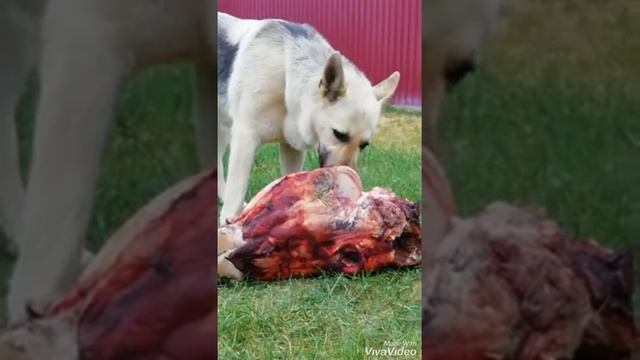 Кормление собак мясом смотреть онлайн