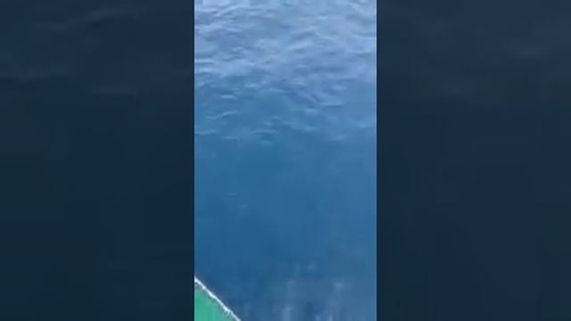 02.05.2015 Jig о. Jeju Лакедра 18 кг. м-н Самарга г. Владивосток смотреть онлайн
