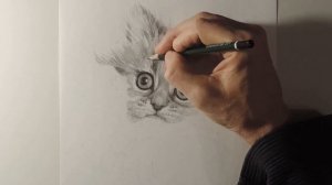 Как нарисовать котенка карандашом