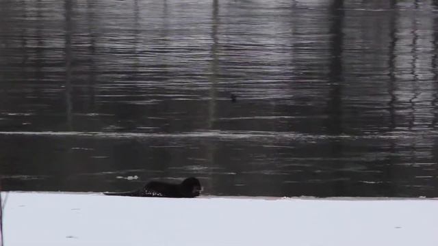 Saukko смотреть онлайн