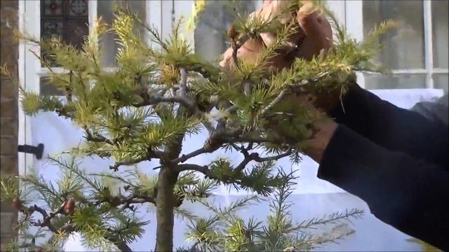 Bonsai Trees - Bonsai Old Larch Restyling; Larch Larix Decidua (European Larch) Part 1 By Mikbonsai