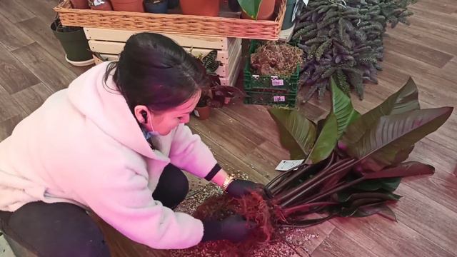 Филодендрон пересадка