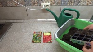 Ягоды годжи семенами. Посев годжи семенами в домашних условиях. Выращивание дерезы в Подмосковье.