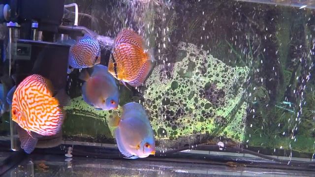 Немного о дискусах. Дискусы смотреть онлайн