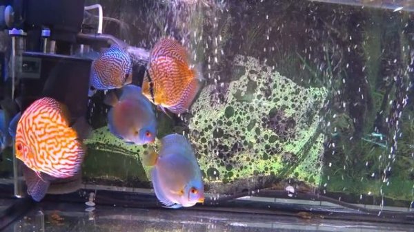 Немного о дискусах. Дискусы