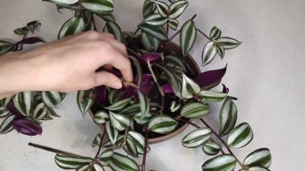 Как распушить традесканцию Часть2. Традесканция спустя 2 месяца. Как вырастить пушистую традесканци