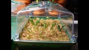 ОРХИДЕЯ . РАЗМНОЖЕНИЕ ОРХИДЕИ  : 4СПОСОБА . #ЧЕРЕНКОВАНИЕ #СЕМЕНА  #ДЕТКИ #ДЕЛЕНИЕ #oldenburgru #3