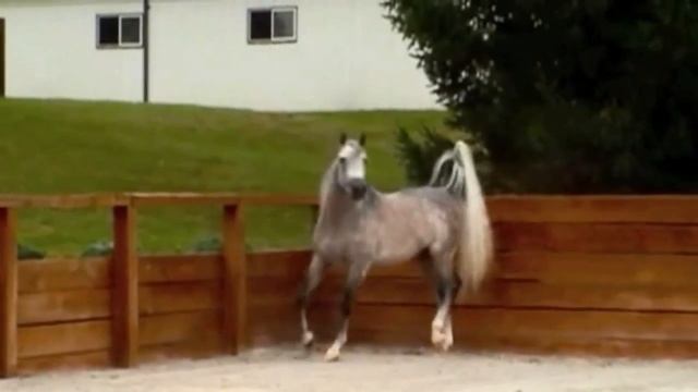 Прекрасный арабский скакун Лошади Horses смотреть онлайн