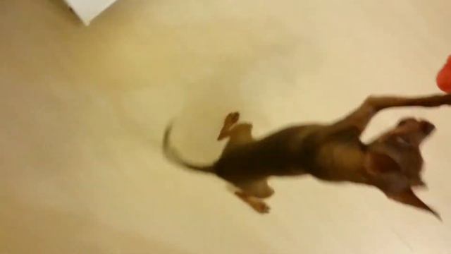 Максик и косточка смотреть онлайн