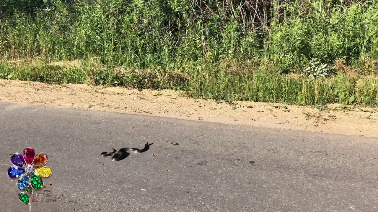 Змея переползает дорогу в Нижегородской области. Уж. Змея позирует.Snake. Природа России. смотреть онлайн