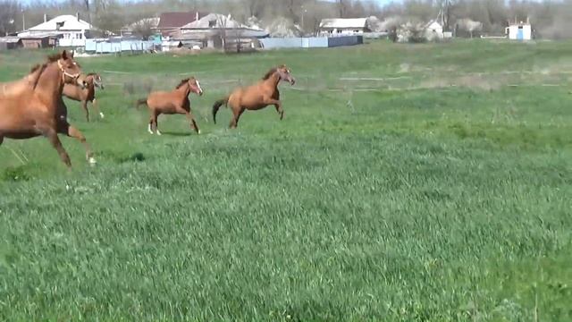Донской табун Выход на выпас смотреть онлайн