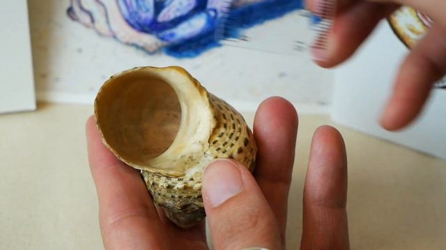 Hermit Crab Shells 101 смотреть онлайн