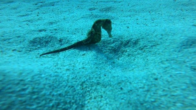 Caves Cavo Greko, island of Cyprus #Seahorse #Nudibranchs #TheMediterraneanSea смотреть онлайн