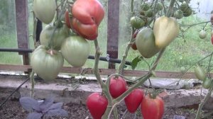 Томат Лентяйка