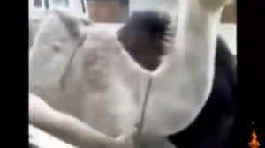 Смех. Подборка самых смешных смехов от людей