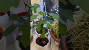 Как вырастить дуб из жёлудя в домашних условиях. Мой опыт??