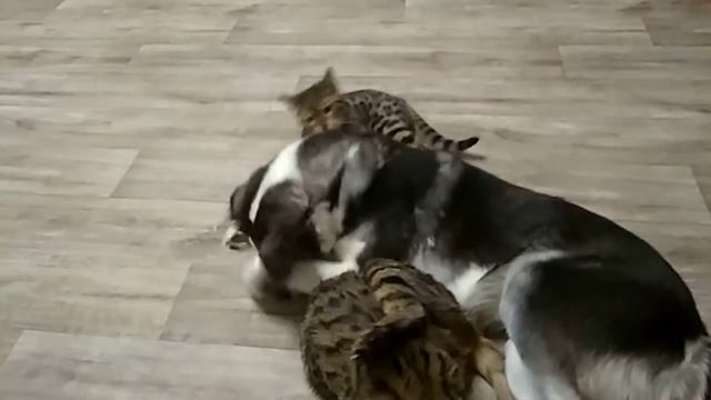 Бенгальская кошка против собаки смотреть онлайн