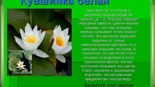 Редкие и охраняемые растения Красной книги смотреть онлайн