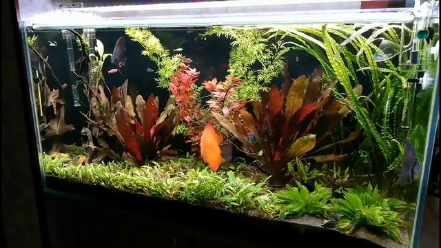 Новые жители)) (Дискусы)