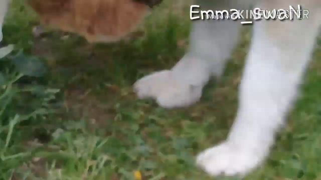Собачьи бои🐶🐶🐶 смотреть онлайн
