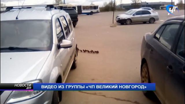 Природа напоминает о том, что на дворе весна смотреть онлайн