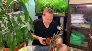 Бегония коралловая - роскошная дама  .Уход, черенкование, пересадка.