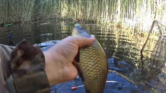 Боковой кивок.Рыбалка на карася.Техника ловли на боковой кивок.