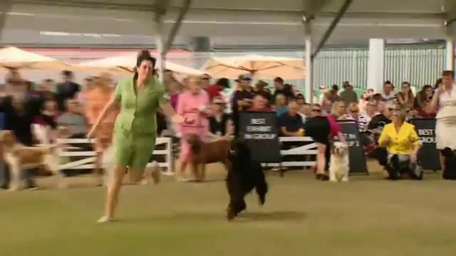 2015 Purina ProPlan Gundog Group смотреть онлайн
