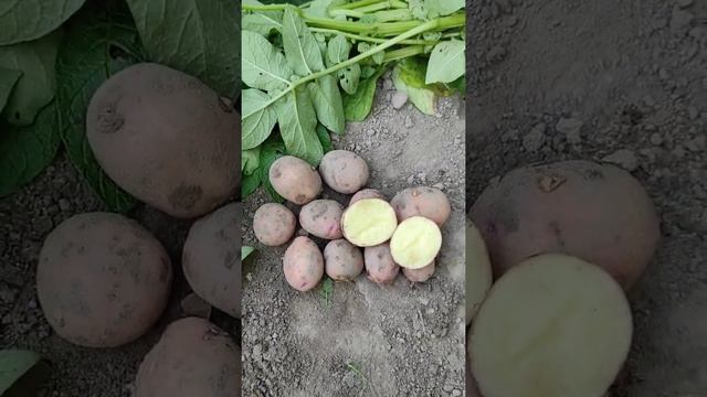 Ранний картофель сорта Першацвет смотреть онлайн