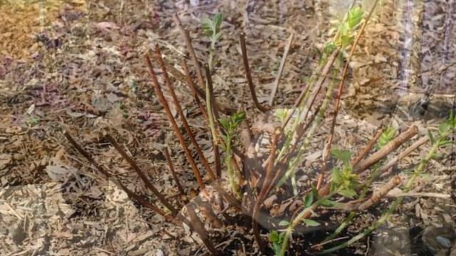 Спирея - от каких сортов я отказалась, а какие оставила и почему? Стоит ли сажать в саду спирею?