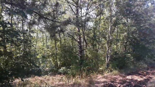 Крымские сосны смотреть онлайн