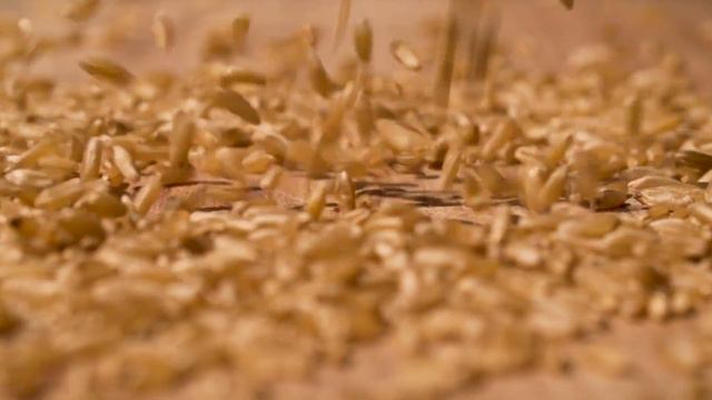 KAMUT Khorasan Wheat - Ancient Grain for Future Farming (EU Version) смотреть онлайн