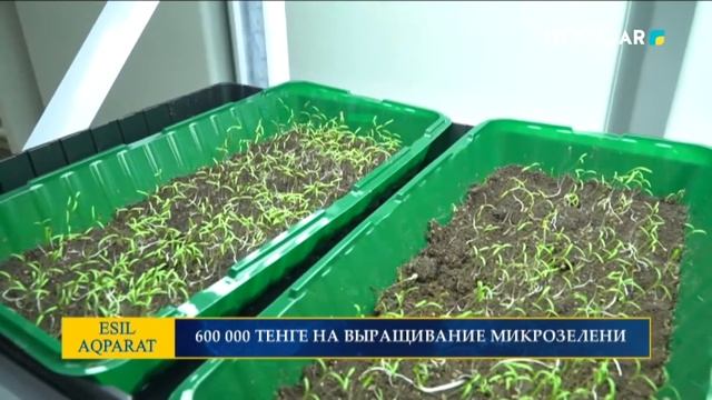 600 000 ТЕНГЕ НА ВЫРАЩИВАНИЕ МИКРОЗЕЛЕНИ смотреть онлайн