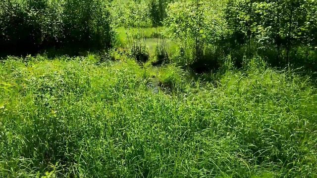 Металлокоп в старой лесной делянки! смотреть онлайн