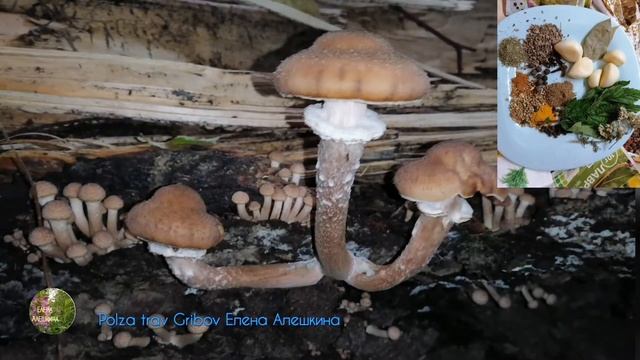 Как мариновать опята осенние и чем они полезны их состав и свойства The benefits of honey agarics смотреть онлайн
