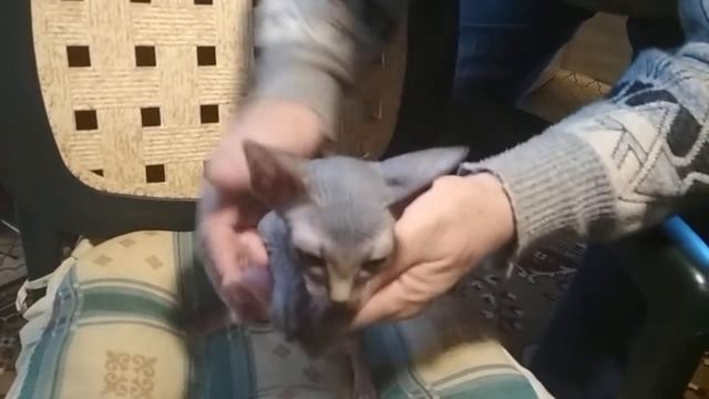 Кошечка Регина, 13.09.2020, черная агути смотреть онлайн