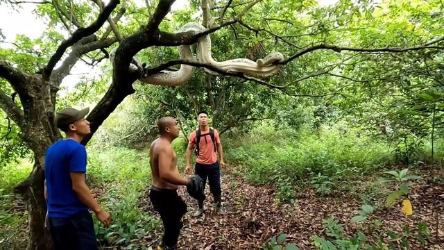 QUYEN FISHING106 | Use hunting dogs to find a giant 300kg python to attack people. смотреть онлайн