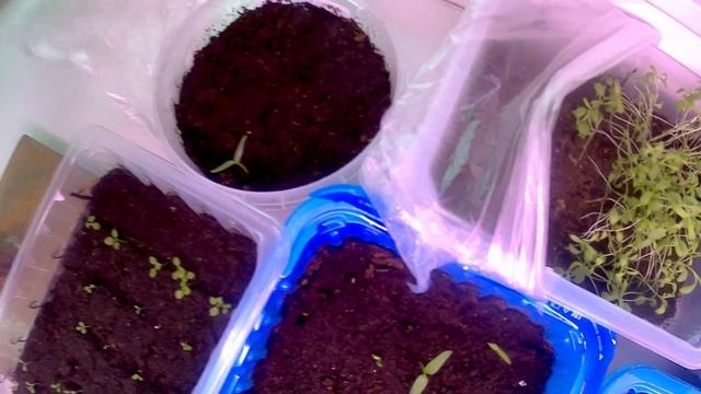 Перец не взошёл. Что делать? смотреть онлайн