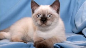 Гипоаллергенные кошки