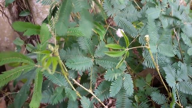 Живое растение складывает листья от прикосновения - Мимоза стыдливая смотреть онлайн