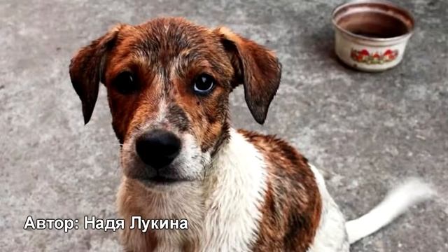 Бездомные псы (Автор: Надя Лукина) смотреть онлайн