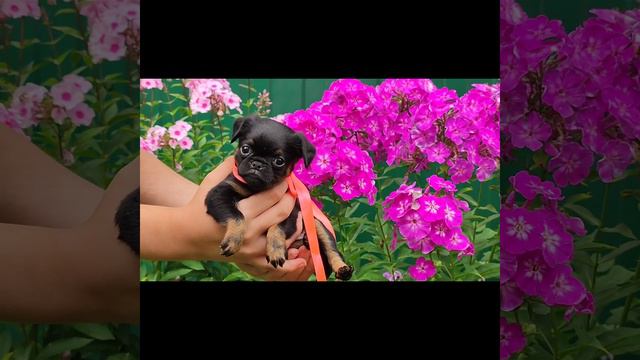 девочка Пти брабансон.питомник Атака Гриффонов. #брабансон #cute #puppy #гриффон #griffon смотреть онлайн