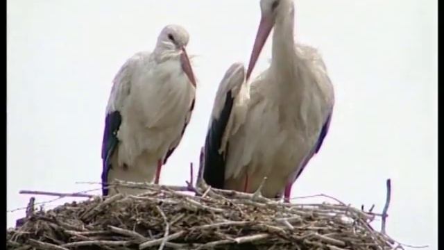 У фокусі подій на 4 08 смотреть онлайн
