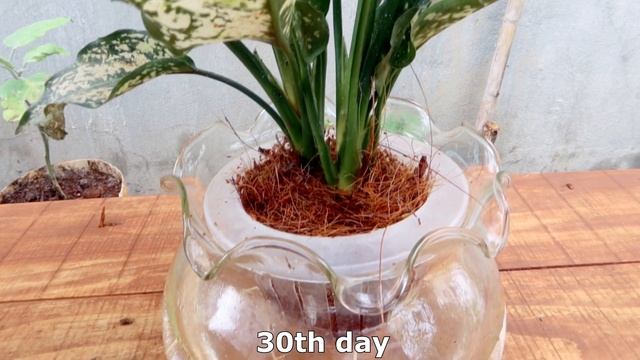 Skill Growing Pothos (Epipremnum Aureum) In Water, Helps Purify Indoor Air