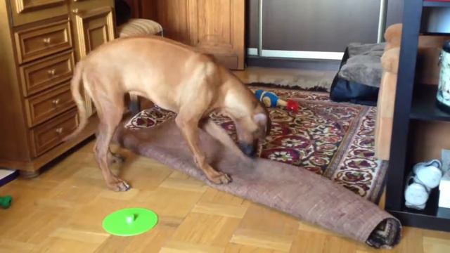 Ridgeback in-house games смотреть онлайн