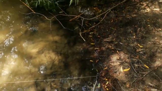 Дунай Лески Рыбалка смотреть онлайн