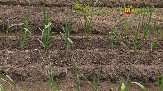 ЛУК-ПОРЕЙ в открытом грунте. Агротехника в июле. смотреть онлайн